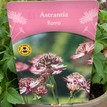 Load image into Gallery viewer, Astrantia Roma
