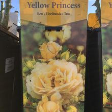Load image into Gallery viewer, Yellow Princess Floribunda Rose
