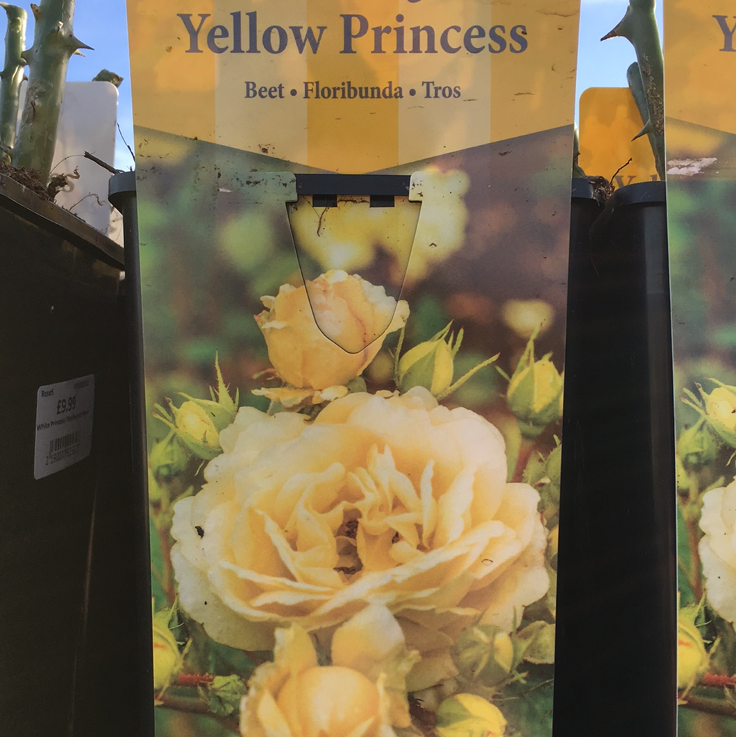 Yellow Princess Floribunda Rose