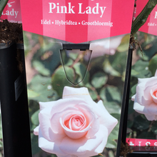 Load image into Gallery viewer, Pink Lady Hybrid Tea Rose
