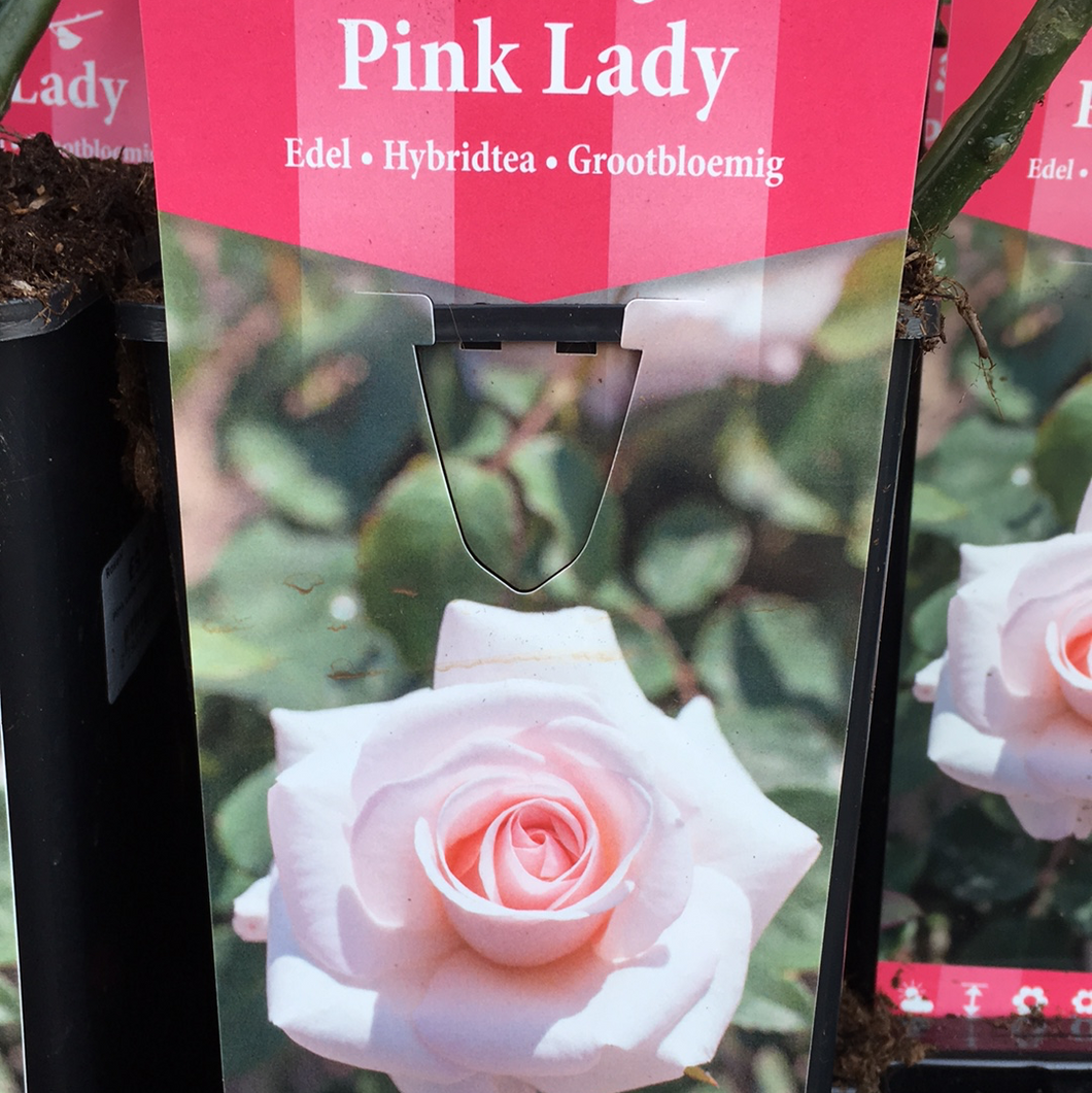 Pink Lady Hybrid Tea Rose