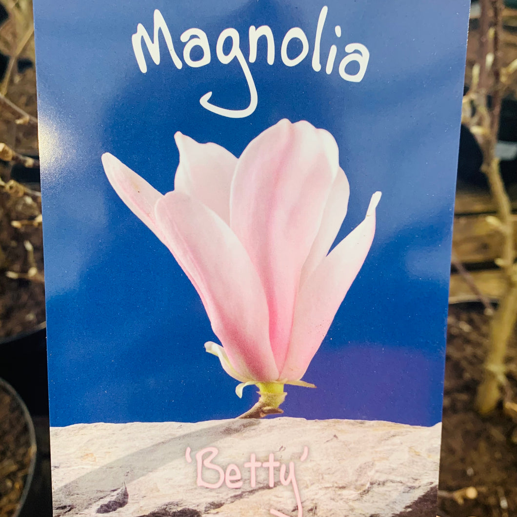 Magnolia Betty 7.5 Litre