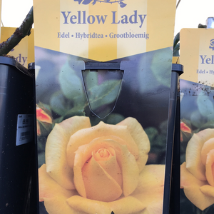 Yellow Lady Hybrid Tea Rose
