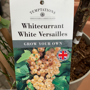 Whitecurrant- White Versailles 3L