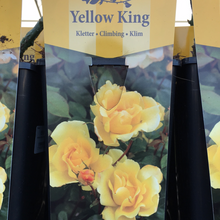 Load image into Gallery viewer, Yellow King Climbing Rose
