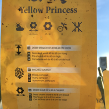 Load image into Gallery viewer, Yellow Princess Floribunda Rose
