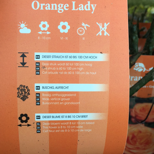 Orange Lady Hybrid Tea Rose