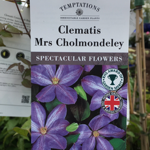 Load image into Gallery viewer, Clematis Mrs Cholmondeley
