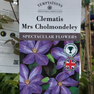 Clematis Mrs Cholmondeley