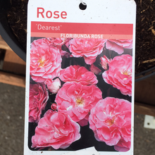 Load image into Gallery viewer, Dearest Floribunda Rose
