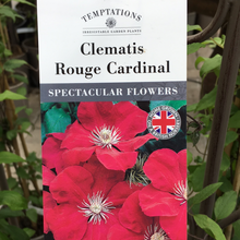Load image into Gallery viewer, Clematis Rouge Cardinal
