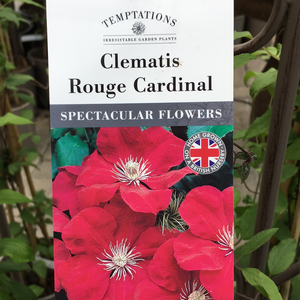 Clematis Rouge Cardinal