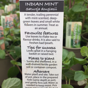 Mint Indian 9Cm