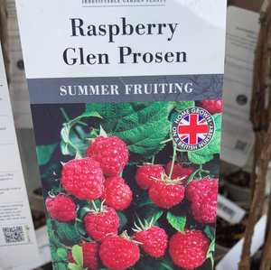Raspberry- Glen Prosen 4 Canes