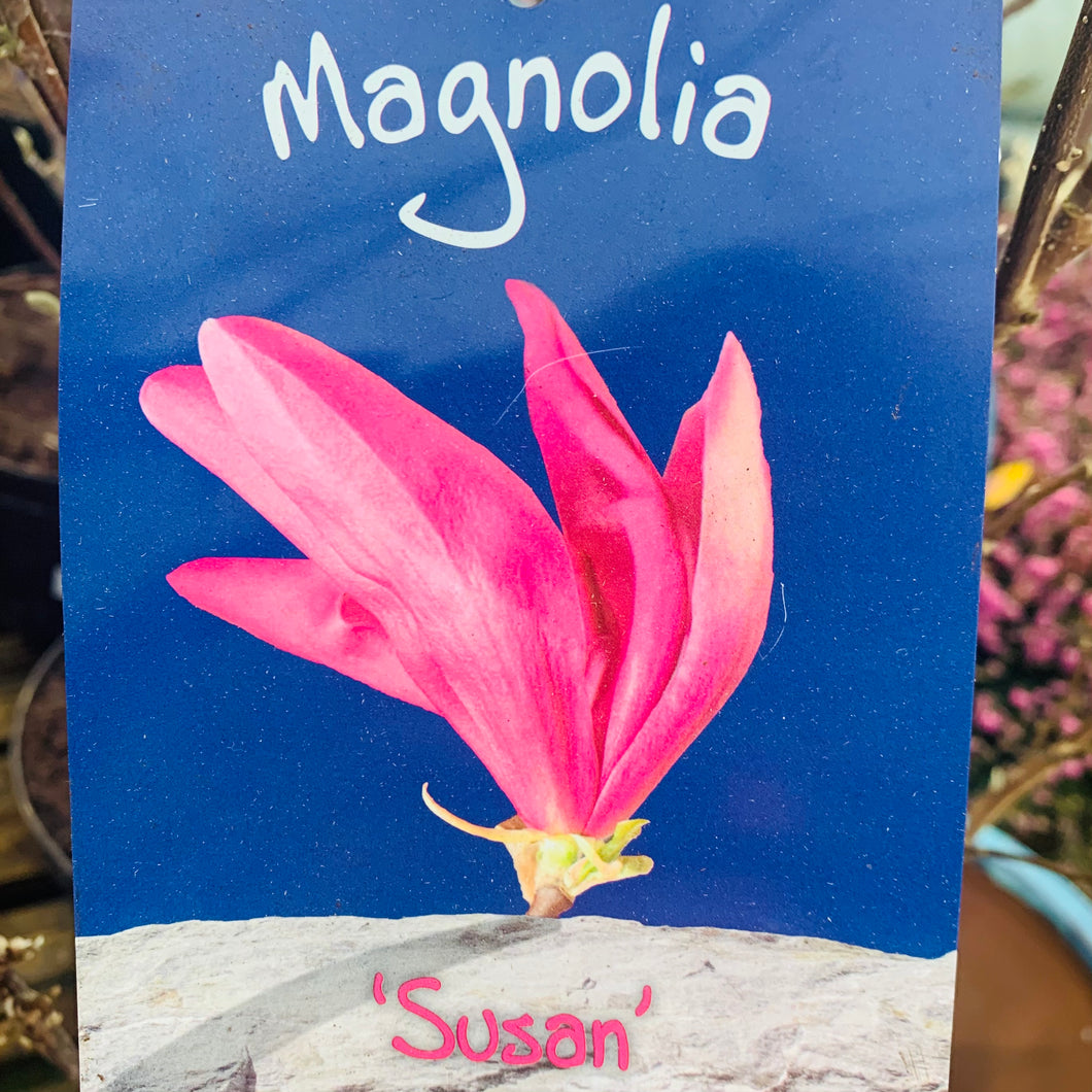 Magnolia Susan 7.5 Litre