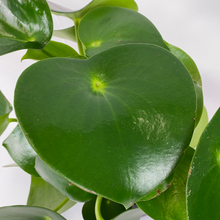 Load image into Gallery viewer, Peperomia pol. Raindrop feel Green
