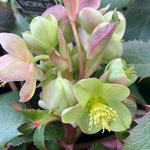 Load image into Gallery viewer, Hellebore Sternii 14cm
