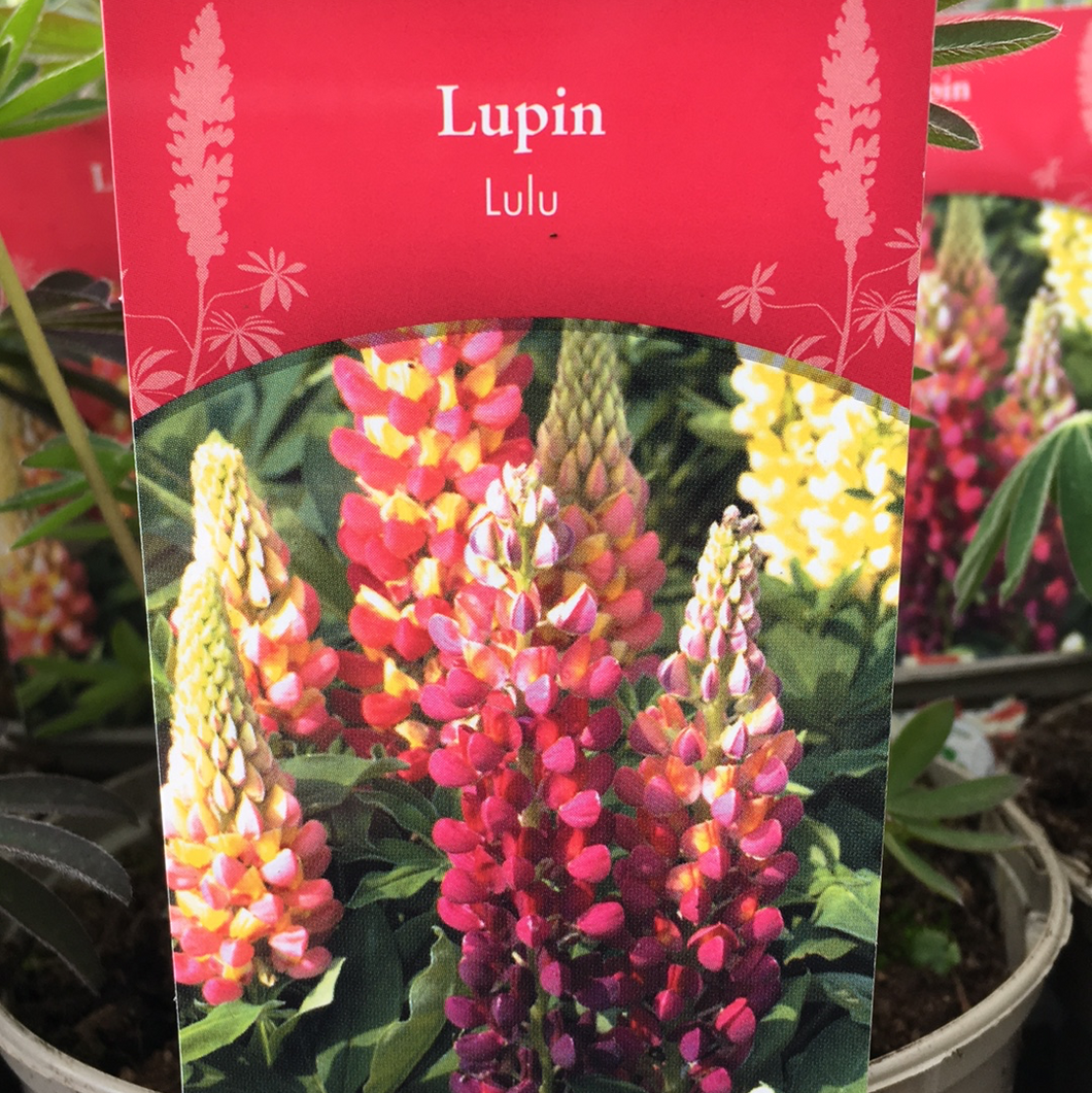 Lupin Lulu 1L