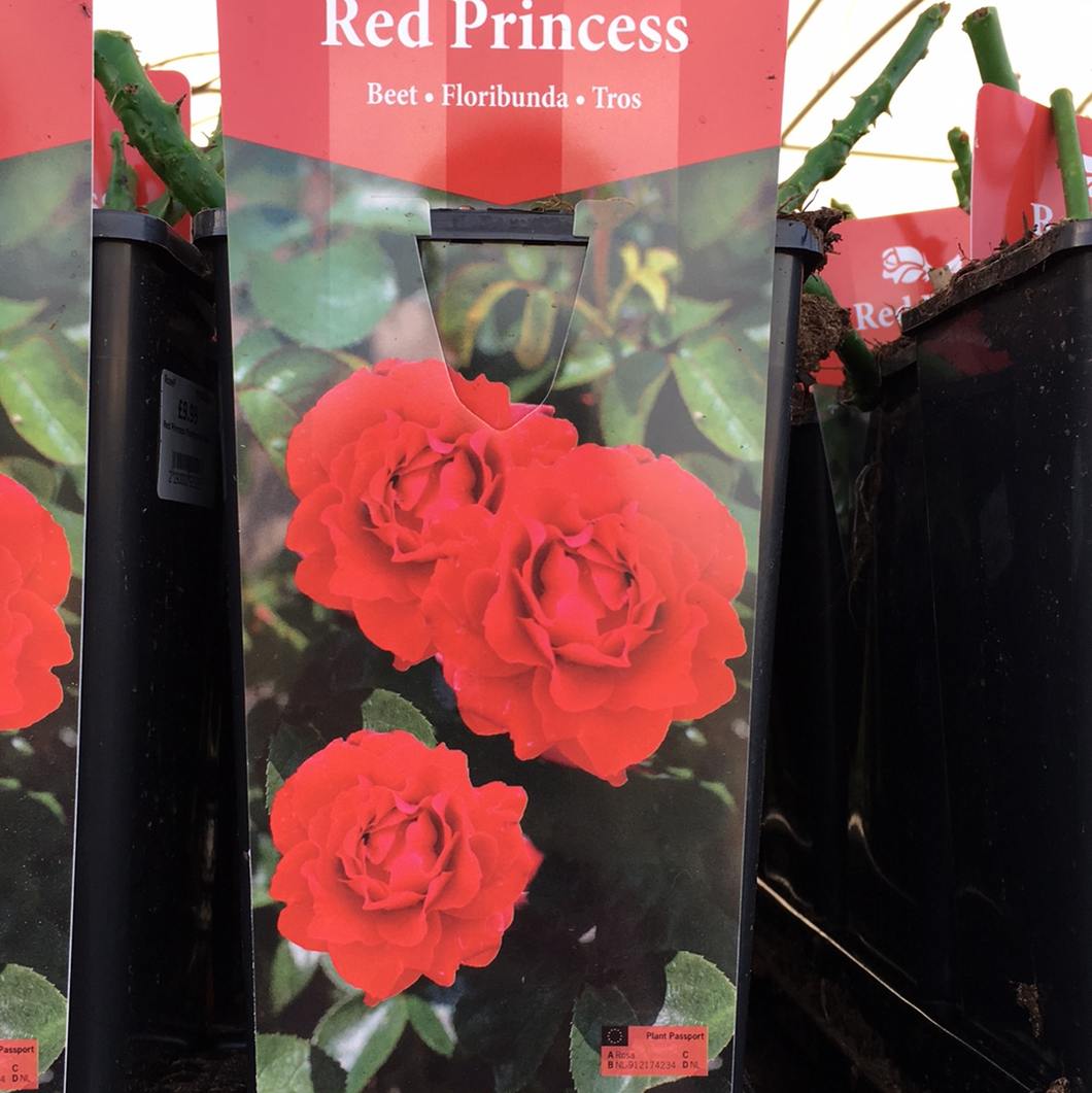 Red Princess Floribunda Rose