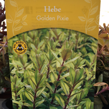 Load image into Gallery viewer, Hebe Golden Pixie
