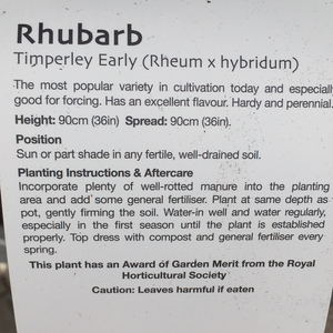 Rhubarb Timperley Early 3L