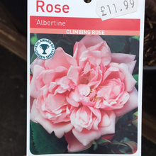 Load image into Gallery viewer, Albertine Climbing Rose
