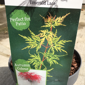 Acer Emerald Lace