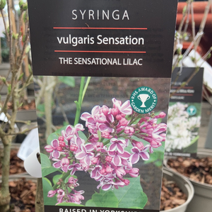 Lilac-Syringa Vulgaris Sensation 5L