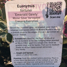 Load image into Gallery viewer, Euonymus Emerald Gaiety
