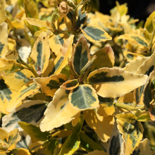 Load image into Gallery viewer, Euonymus Emerald &#39;n&#39; Gold
