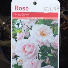 Load image into Gallery viewer, New Dawn Climbing Rose
