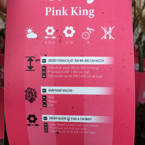 Pink King Climbing Rose