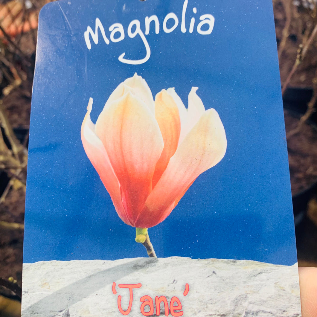 Magnolia Jane 7.5 Litre
