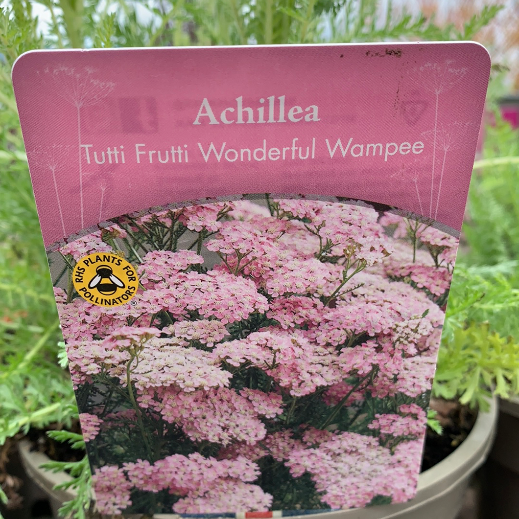 Achillea Tutti Frutti Wonderful Wampee
