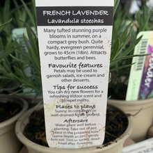 Load image into Gallery viewer, French Lavender 9cm
