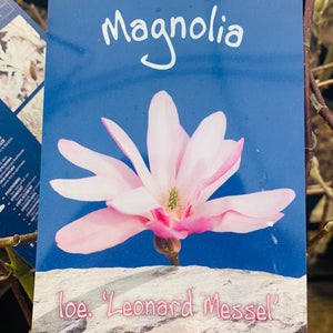 Magnolia Leonard Messel 7.5 Litre
