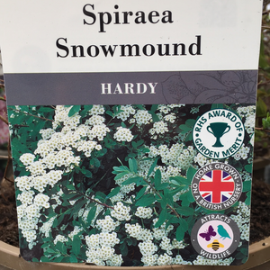 Spiraea- Snowmound 3L