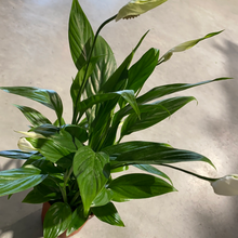 Load image into Gallery viewer, Spathiphyllum Alana
