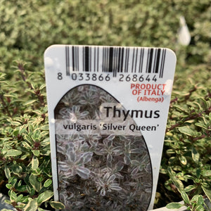Thymus vulgaris 'Silver Queen'