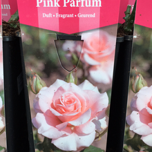Load image into Gallery viewer, Pink Parfum Bush Rose

