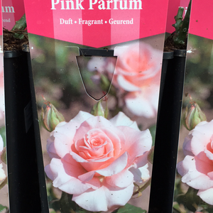 Pink Parfum Bush Rose