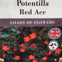 Load image into Gallery viewer, Potentilla- Fruticosa Red Ace 3L

