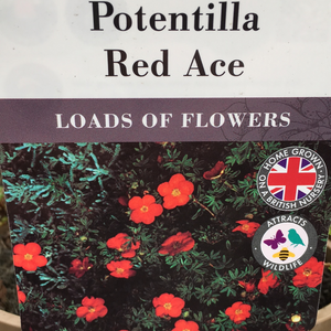 Potentilla- Fruticosa Red Ace 3L