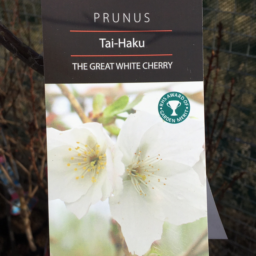 Prunus Tai Haku 12L