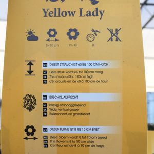Yellow Lady Hybrid Tea Rose