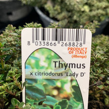 Load image into Gallery viewer, Thymus x Citriodorus &#39;Lady D&#39;
