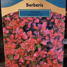 Load image into Gallery viewer, Berberis Admiration
