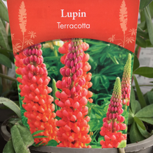 Load image into Gallery viewer, Lupin Terracotta 2L
