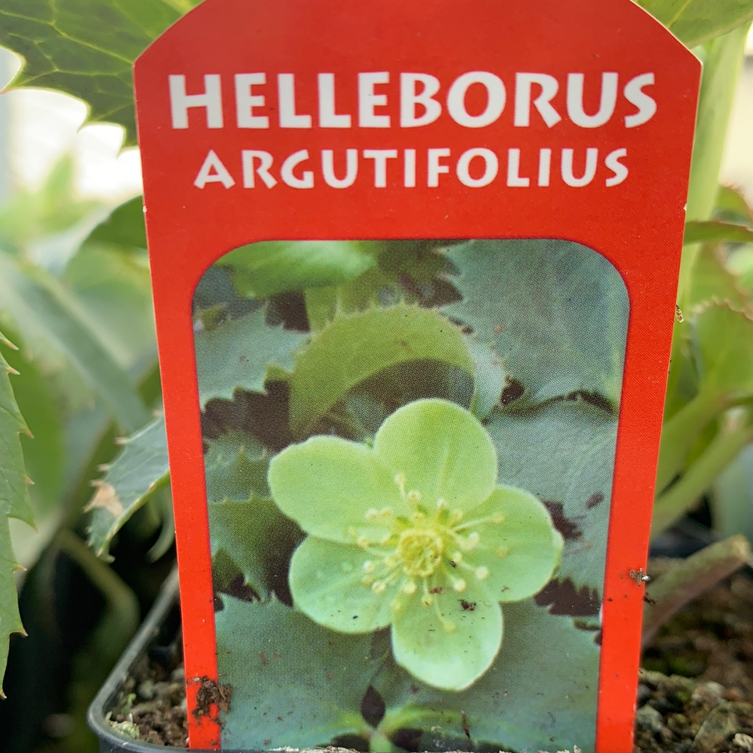 Hellebore Argutifolius 9cm