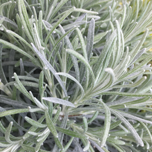 Load image into Gallery viewer, Helichrysum Icicles
